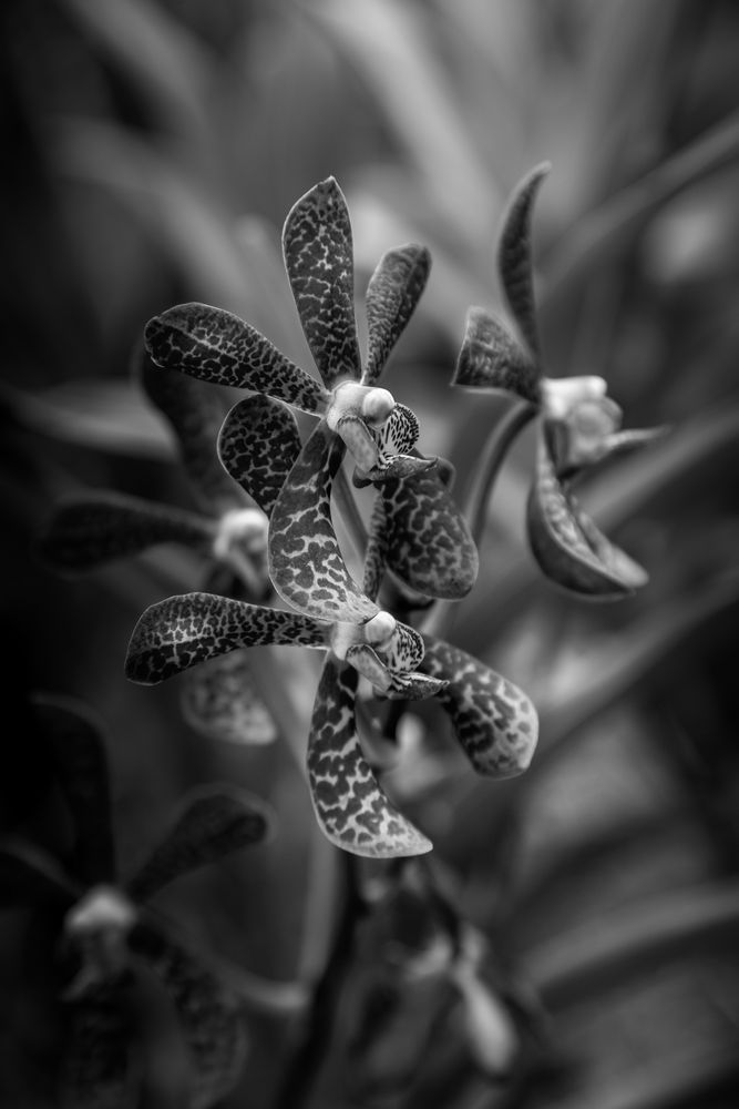 Patterned Silence